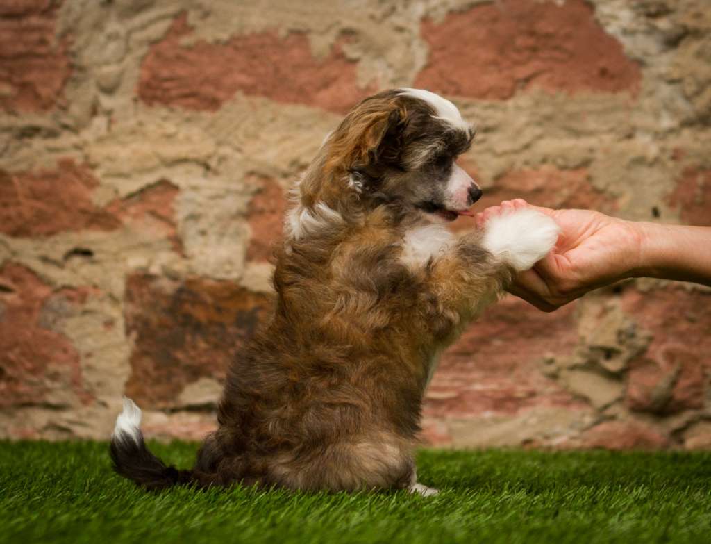 Holla die Waldfee Heritage of Han