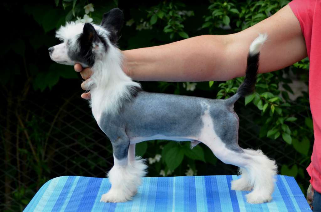 Magic of Success Anthony