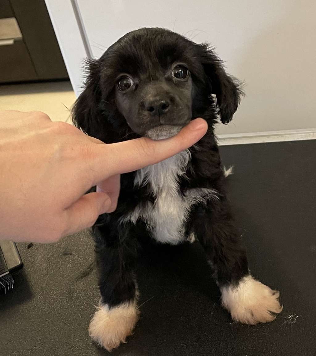 Pelin Diamond of the Night