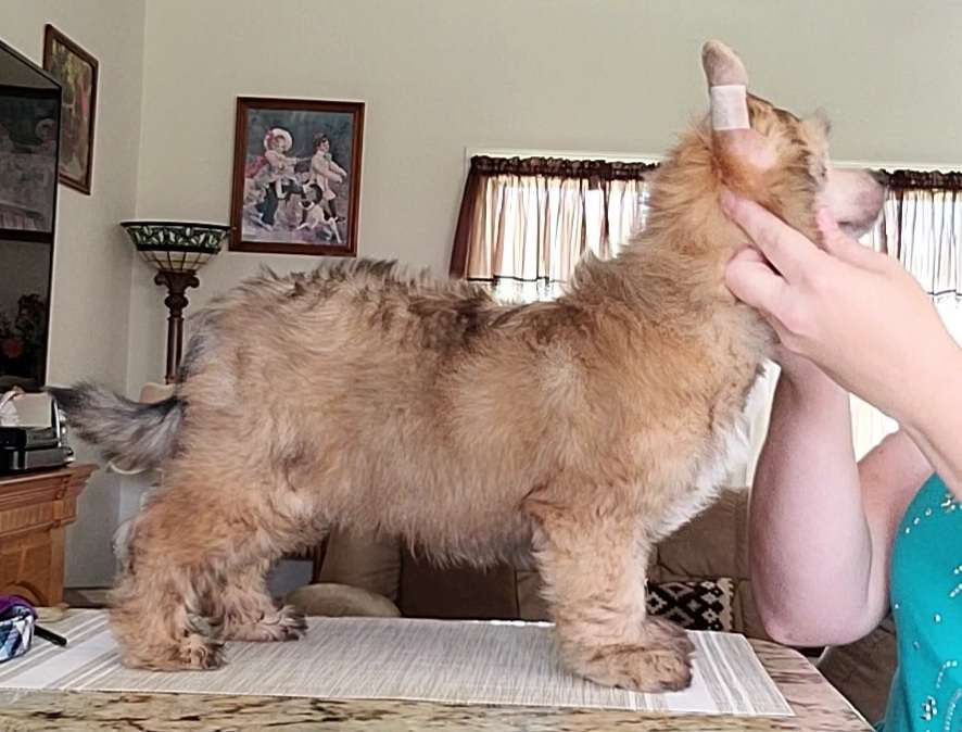 Hpnotik's Cowboy Casanova