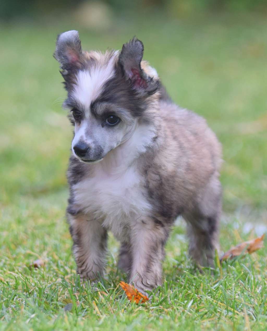 Artic Flyer's You Can't Beat It