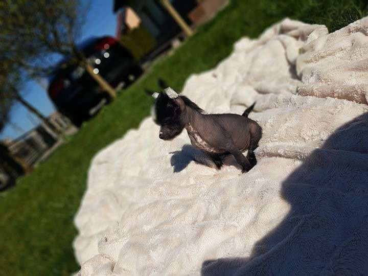 Amant Dzikie Jagódki