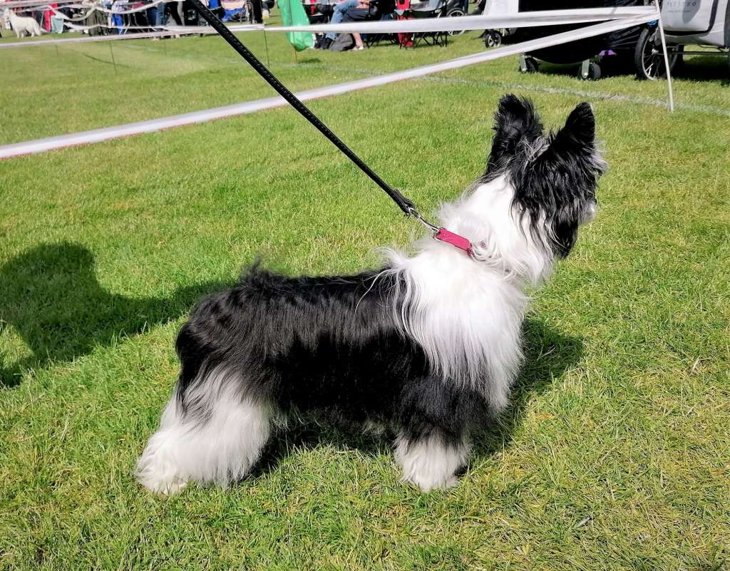 Be My Dog's Dirty Harriet