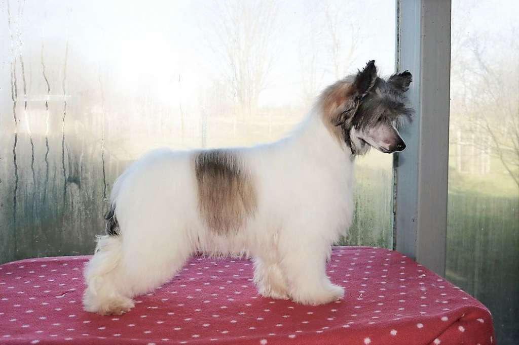 Be My Dog's Docowarlee