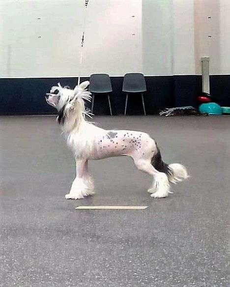 Be My Dog's Daddy's Double Dip