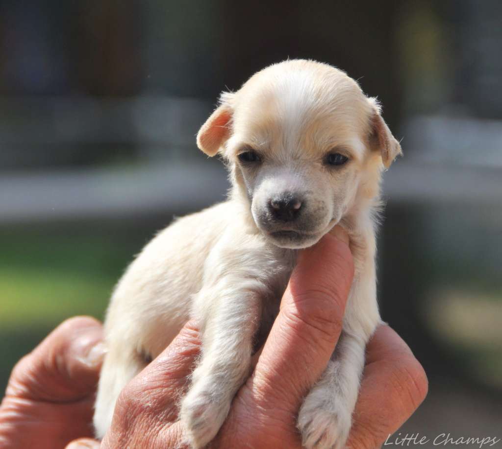 Sortilège LIttle Champs