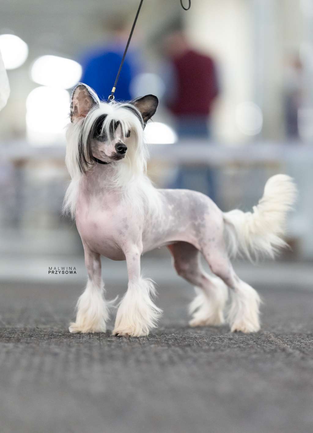 Warka Kolekcja Szuwarka