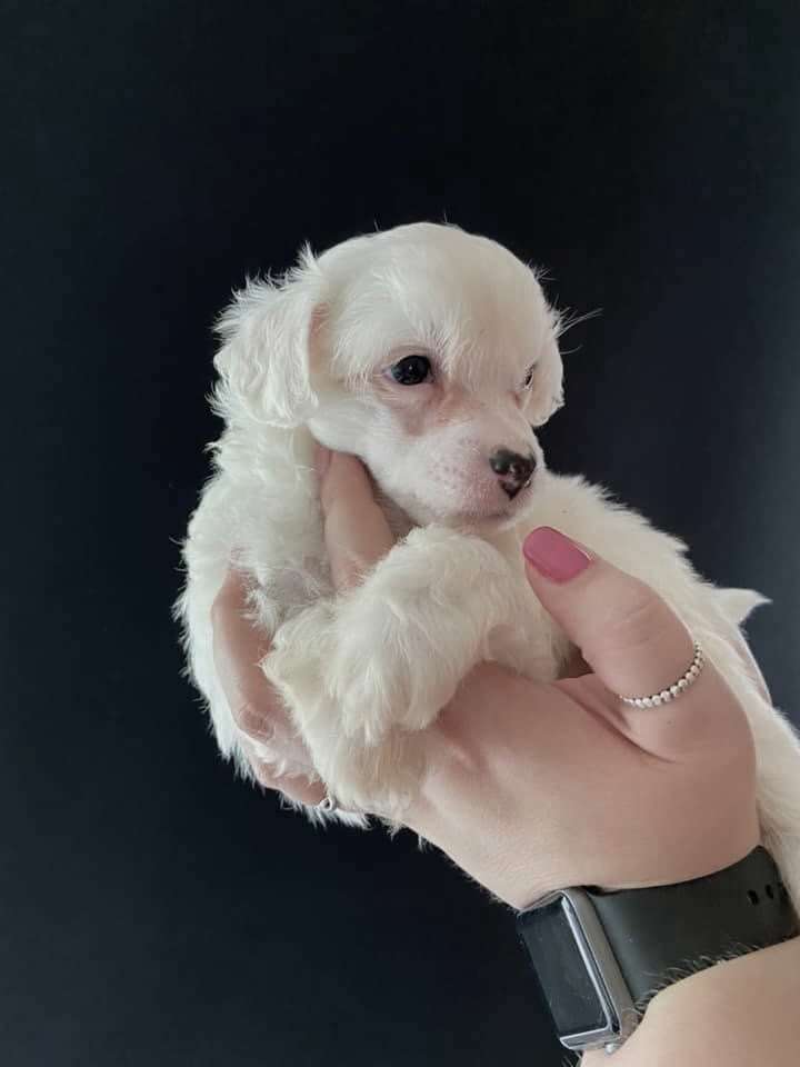 Bobbelpops Enzo Snowball