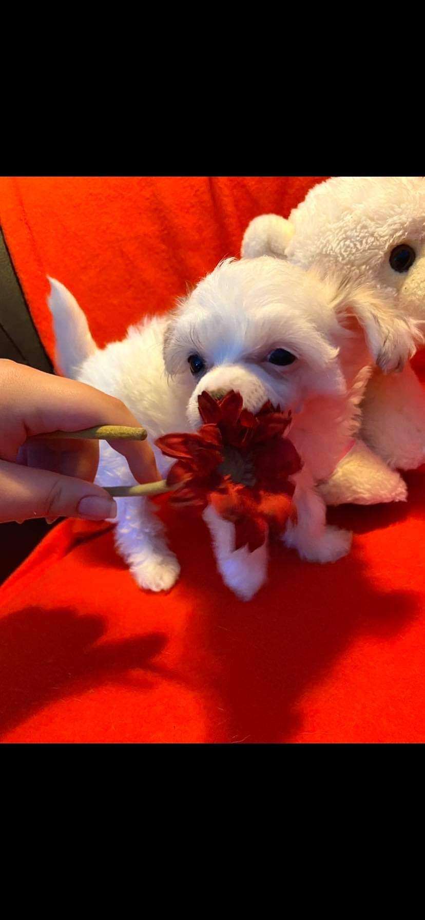 Bobbelpops Ea Festøv