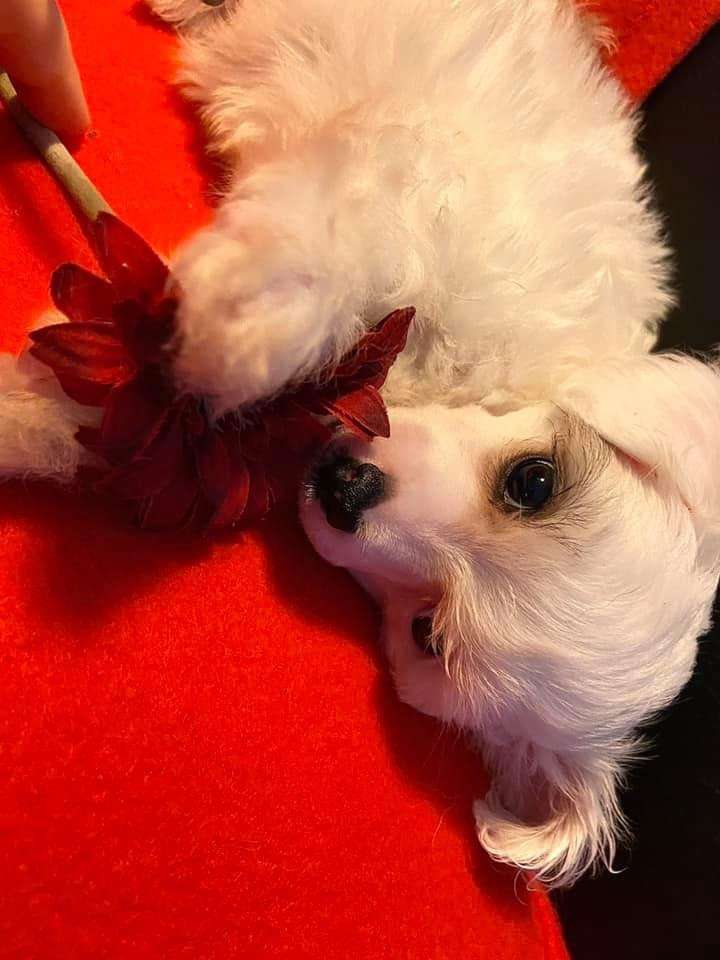 Bobbelpops Esther Rosenkvarts