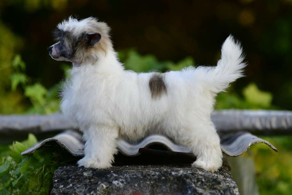 Honey Bear Winning Smile