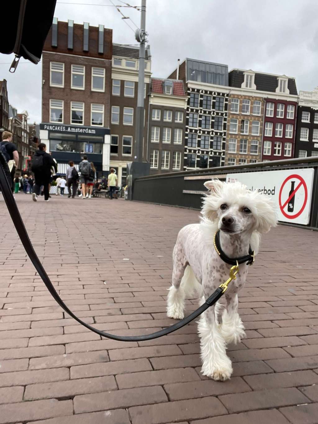 Gucci superstar Laminacka