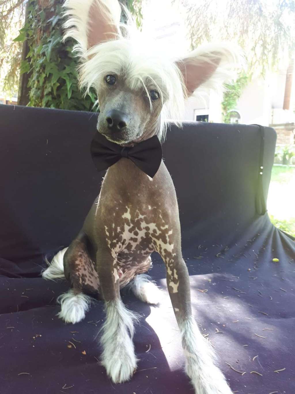 Got a Genie In a Bottle Laminacka