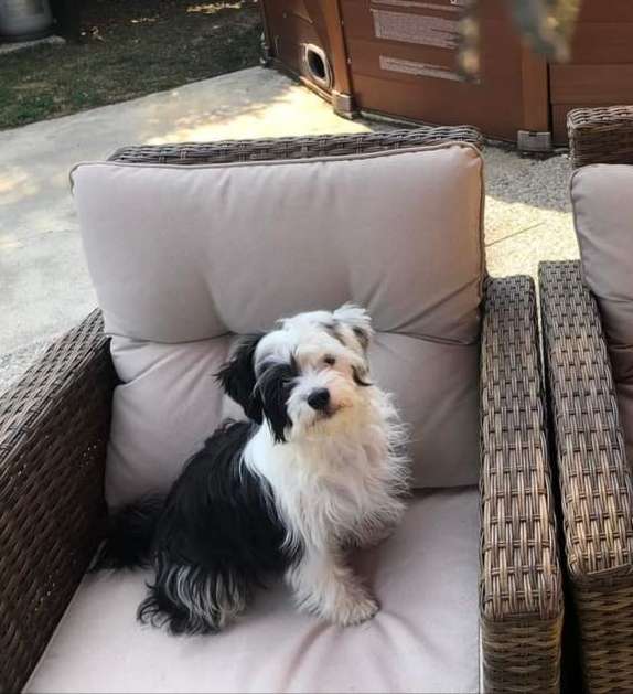 Harmony Love Laminacka