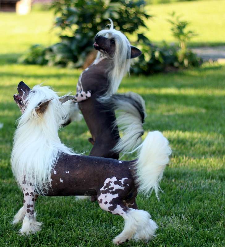 Solino's Saint Nicolas