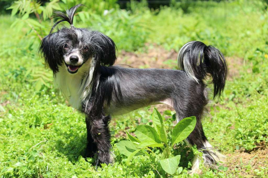 Locus' Ace Of Cups, Tarot, Of Hollar