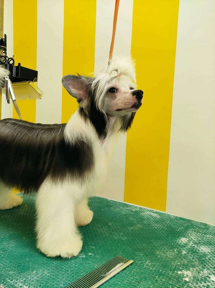 Ch Sol'tanto Step-In-Future