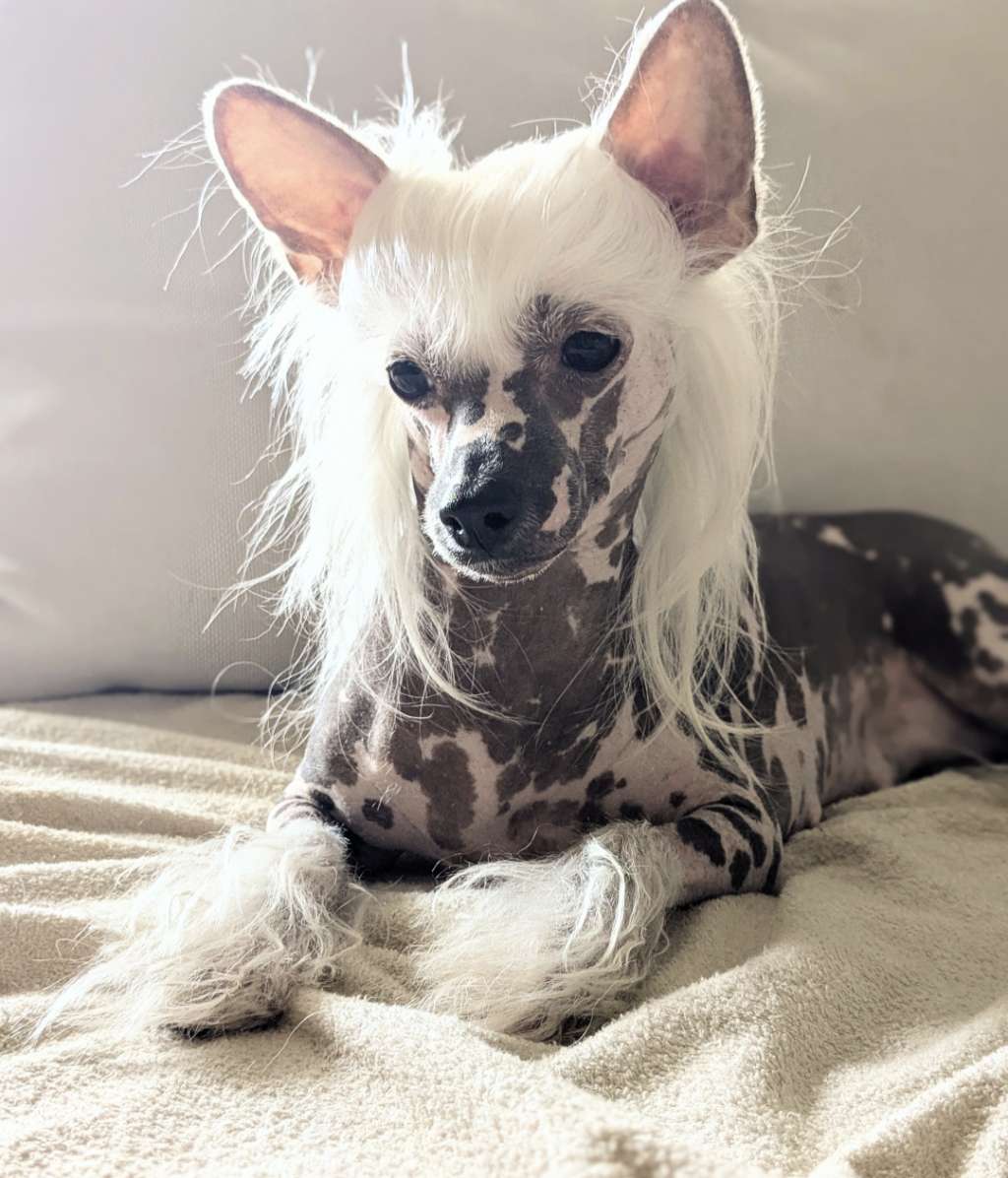 Crestilux Her Highness