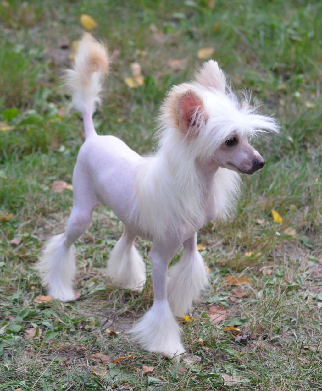 Magic of Success Audrey