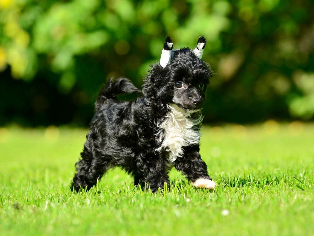 Kalante ze Zatopené chajdy