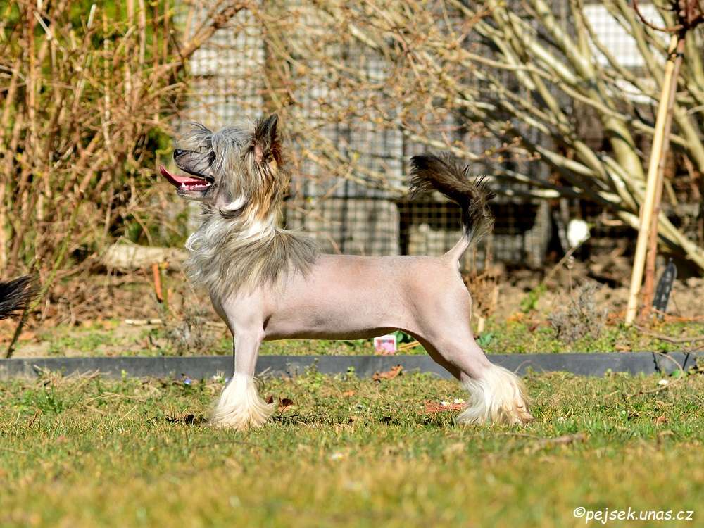 Jelly Bean ze Zatopené chajdy