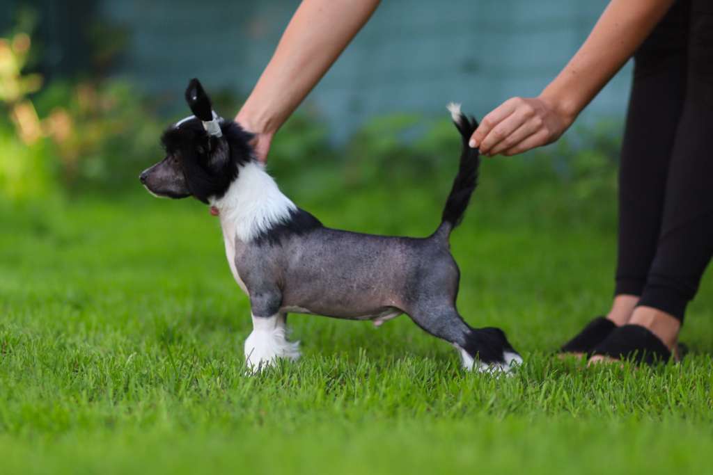 Naginy Plysovy pritel