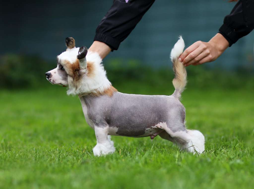 Obi-wan Plysovy pritel