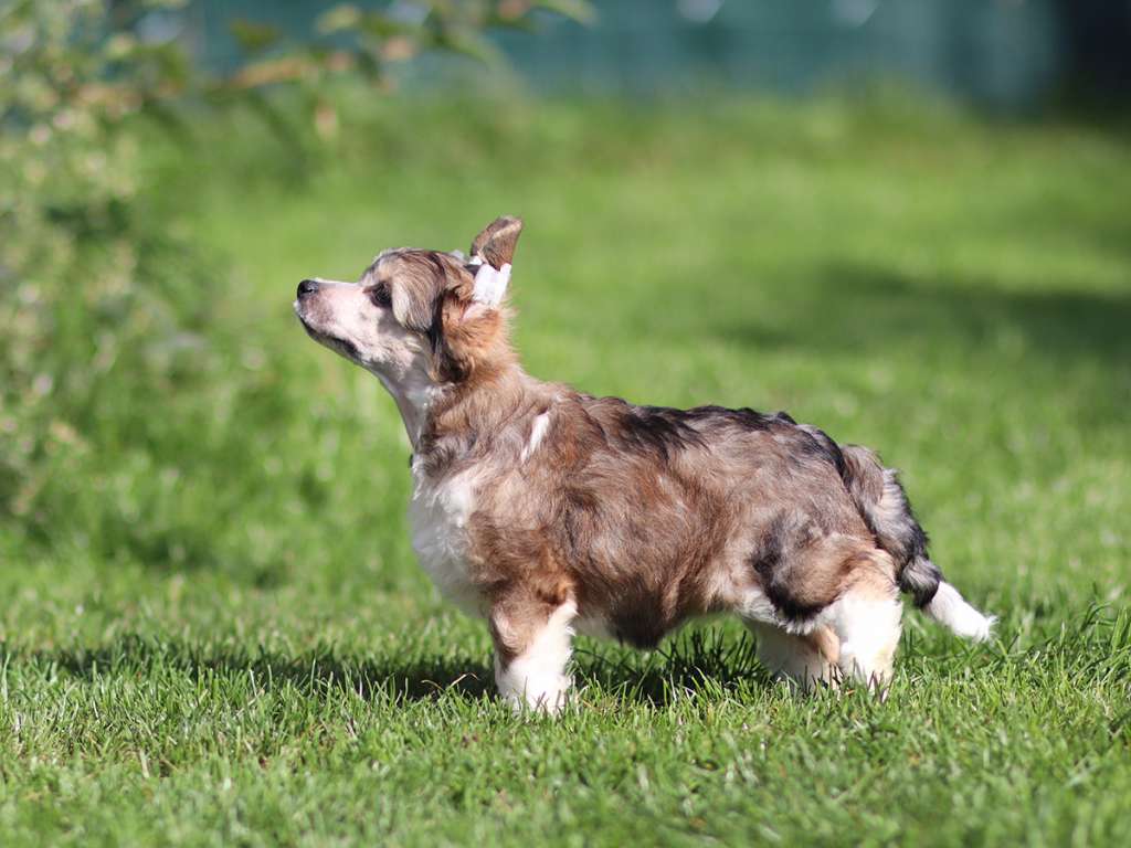 Oysha Plysovy pritel