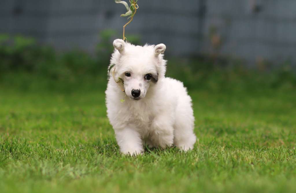 Orlando Plysovy pritel