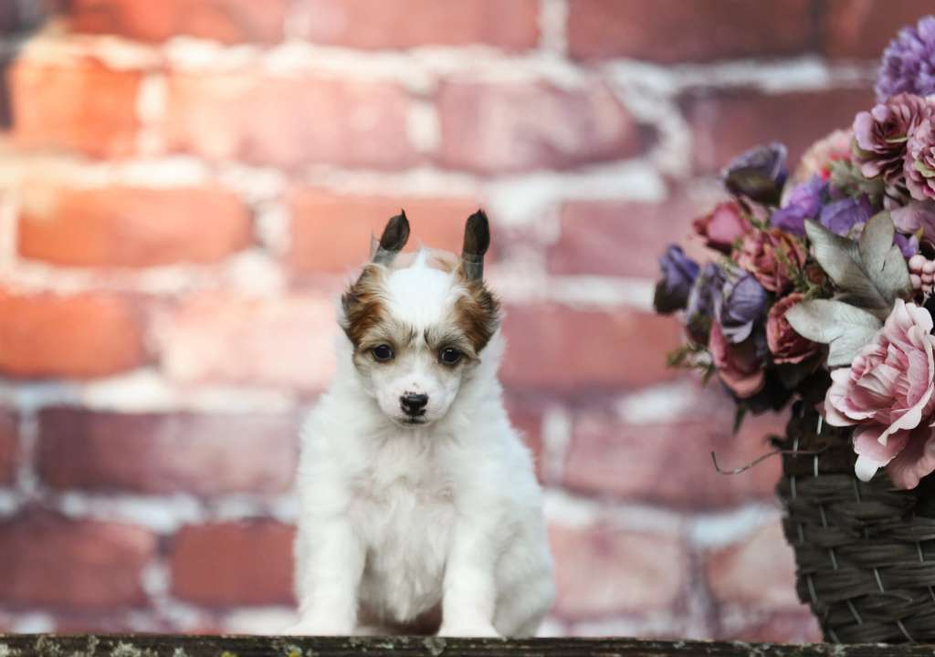 Ophelia Plysovy pritel