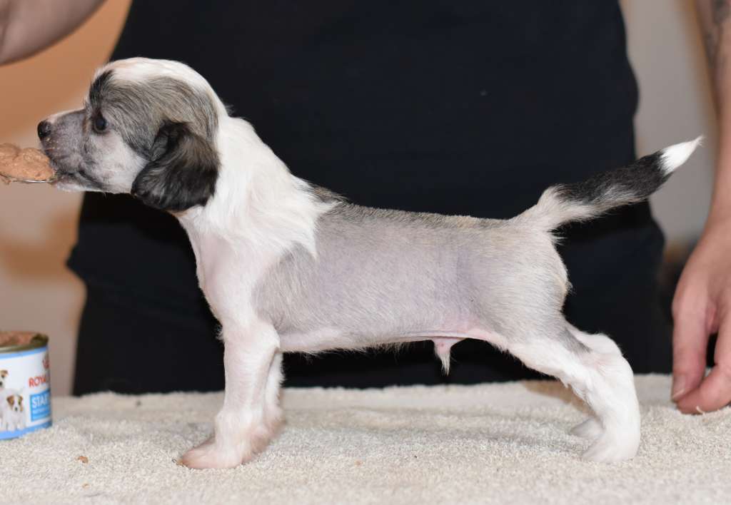 Tapi-Tapi Hanky-Panky