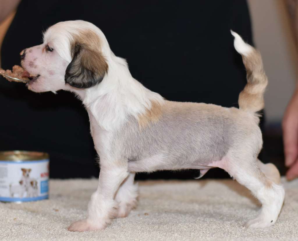 Tapi-Tapi Dirty Martini