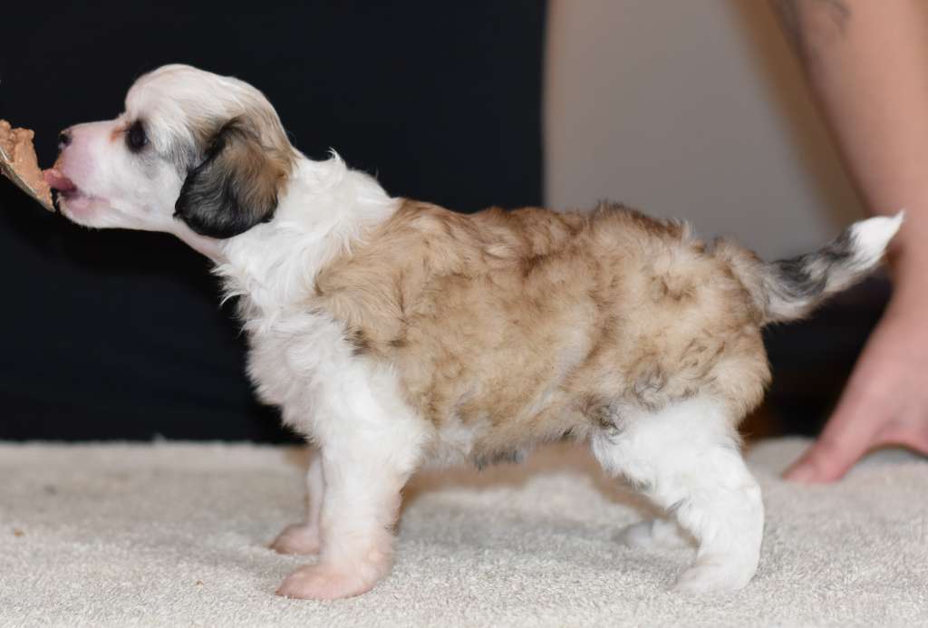 Tapi-Tapi Cranberry Flower
