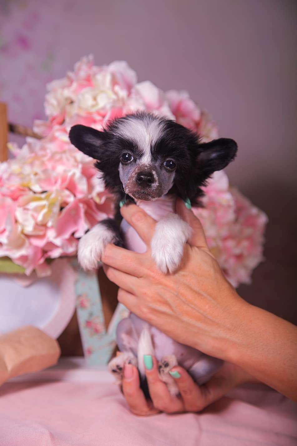 Fiery Fame Bellezza Infinita