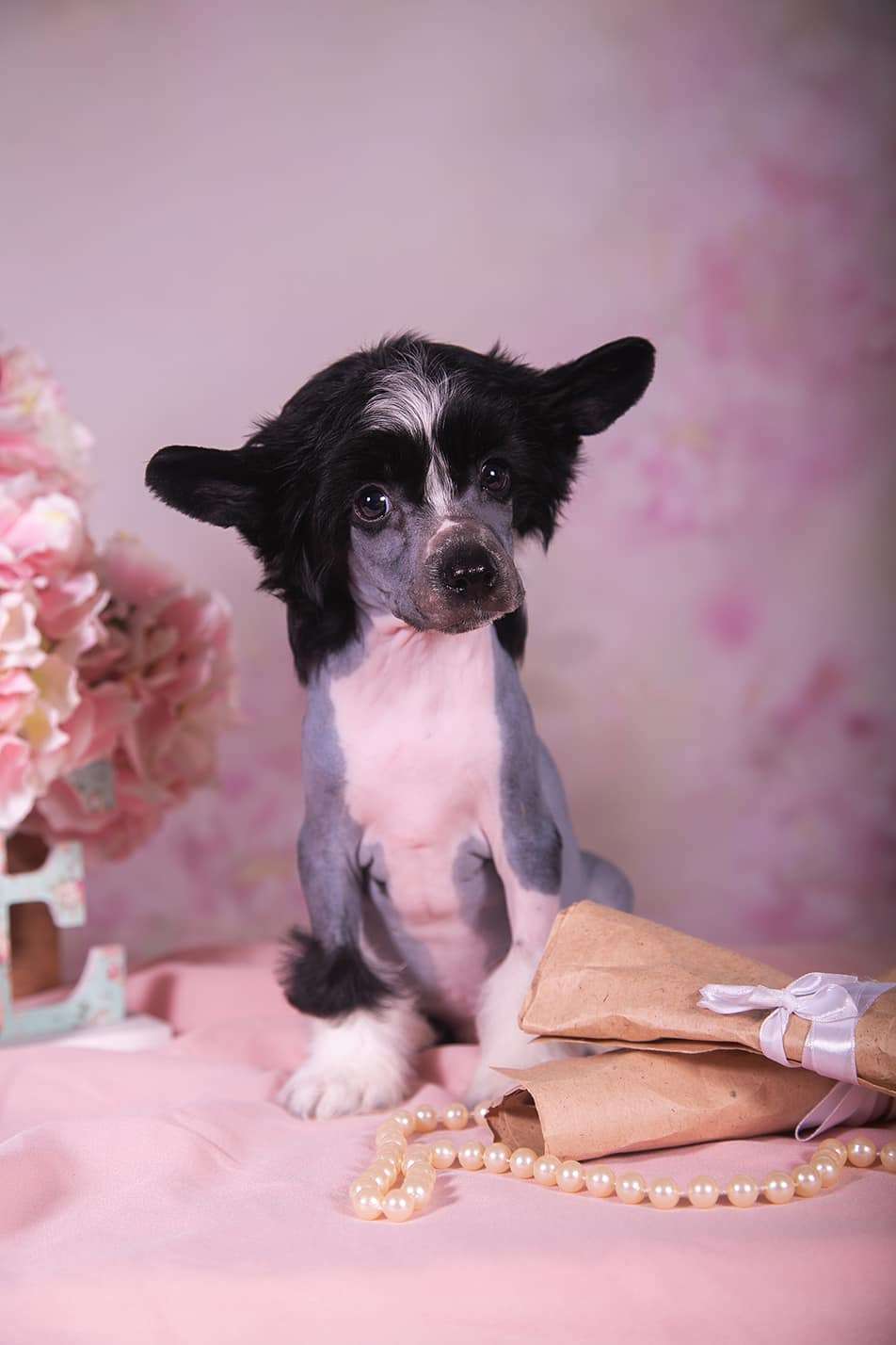 Fiery Fame Buona Fortuna Con Me