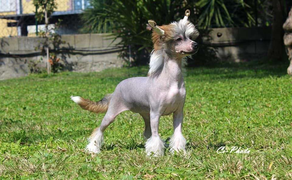 Habanero's Crest Impossible is Nothing