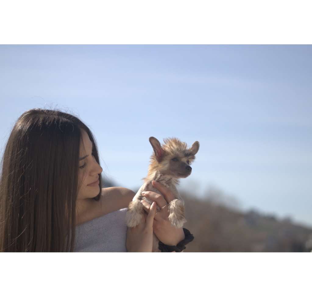 Habanero's Crest Sweet But Psycho