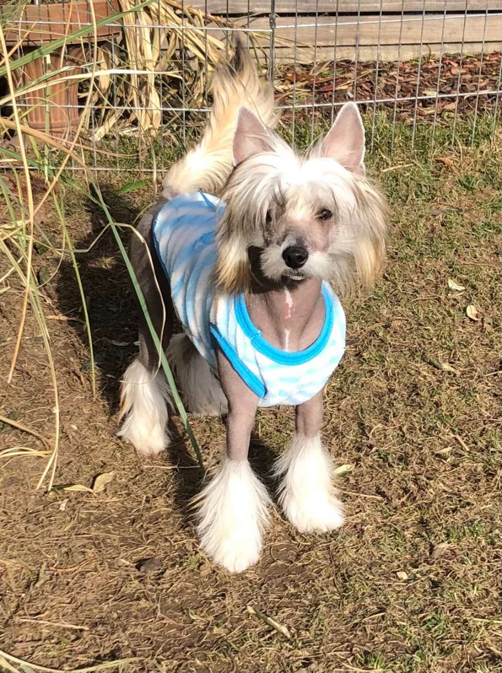 PEDRO Caramella's Family