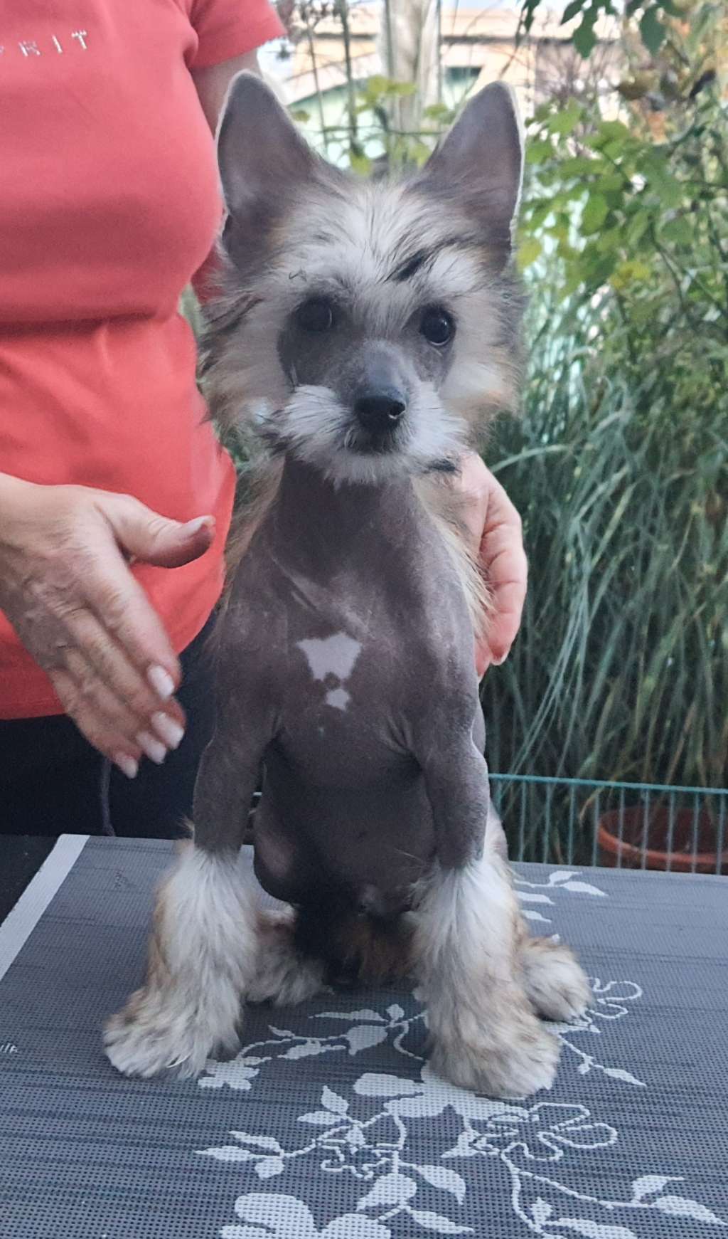 PICASSO Caramella's Family