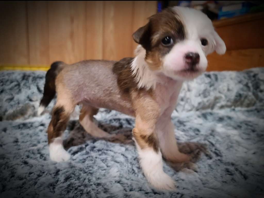 Long Haul's 50 Shades of Immortal