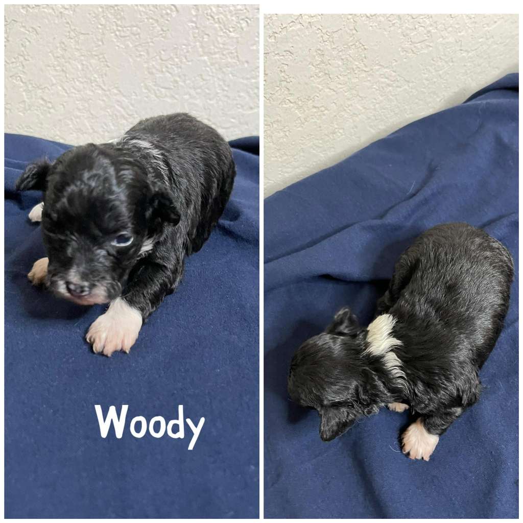 Haus of Envy There's A Snake In My Boot