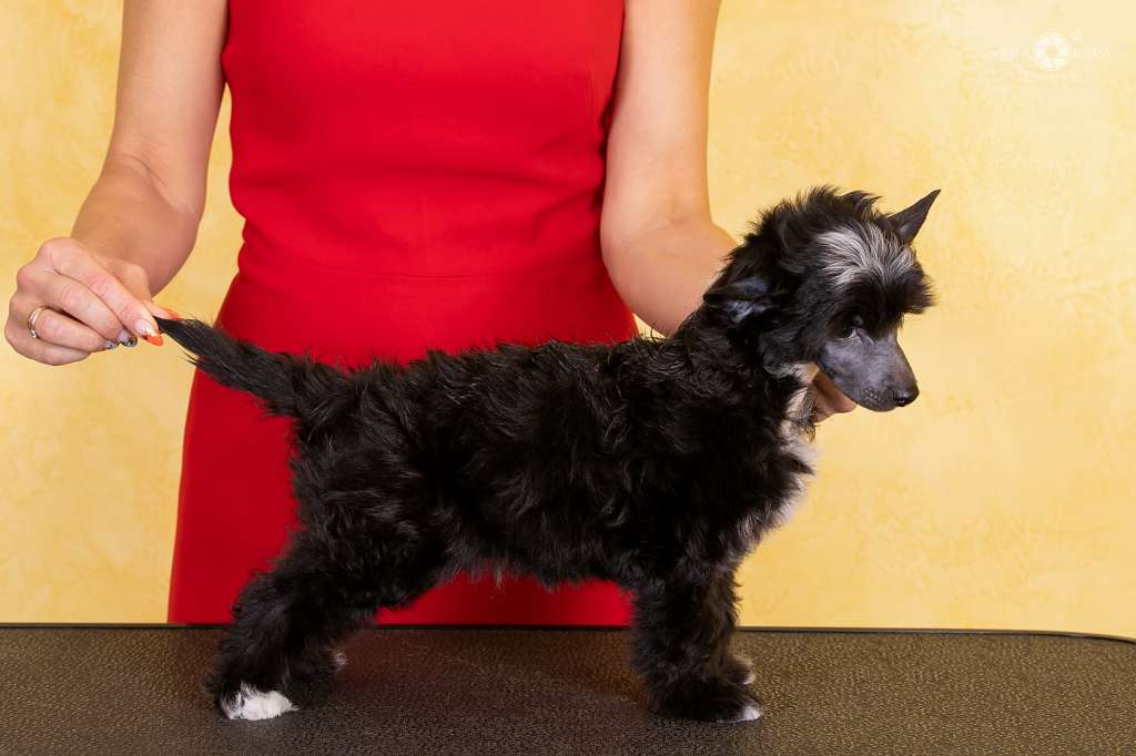 Cladary Triumph Iskender Lavigne