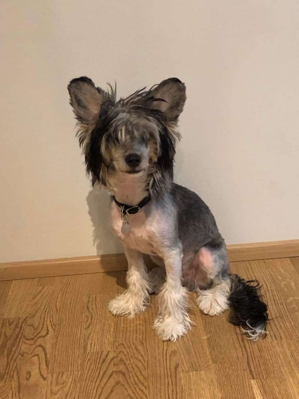 Cladary Triumph Iron King