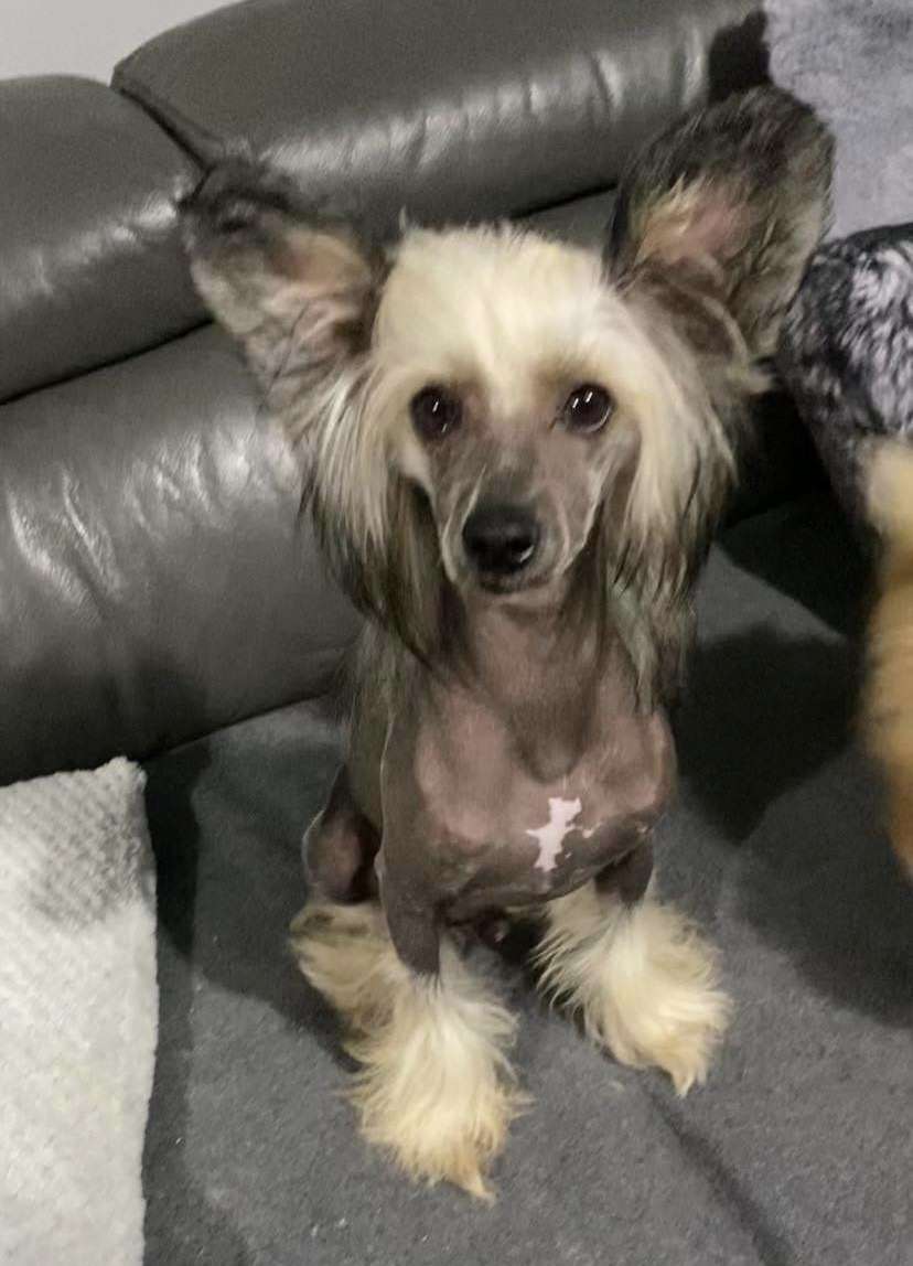 Cladary Triumph Ideal Boss