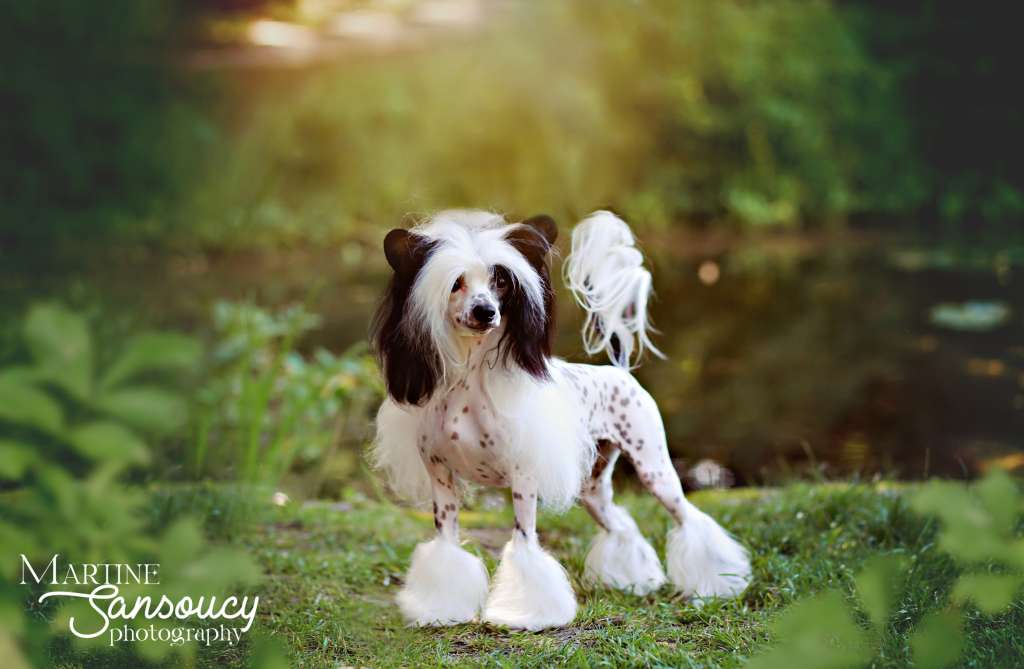 Am Ch Cdn Gch Bis Shantel's Gucci Rush