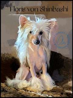 Floris von Shinbashi