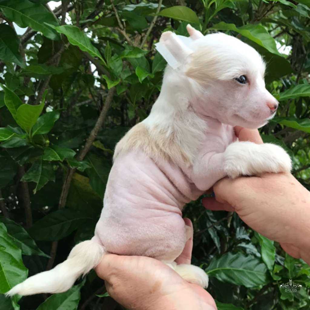 Halcyon Lumos Maxima