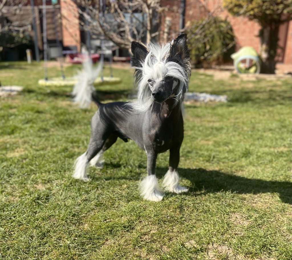 Touch Beauty Yakuza Without Crime