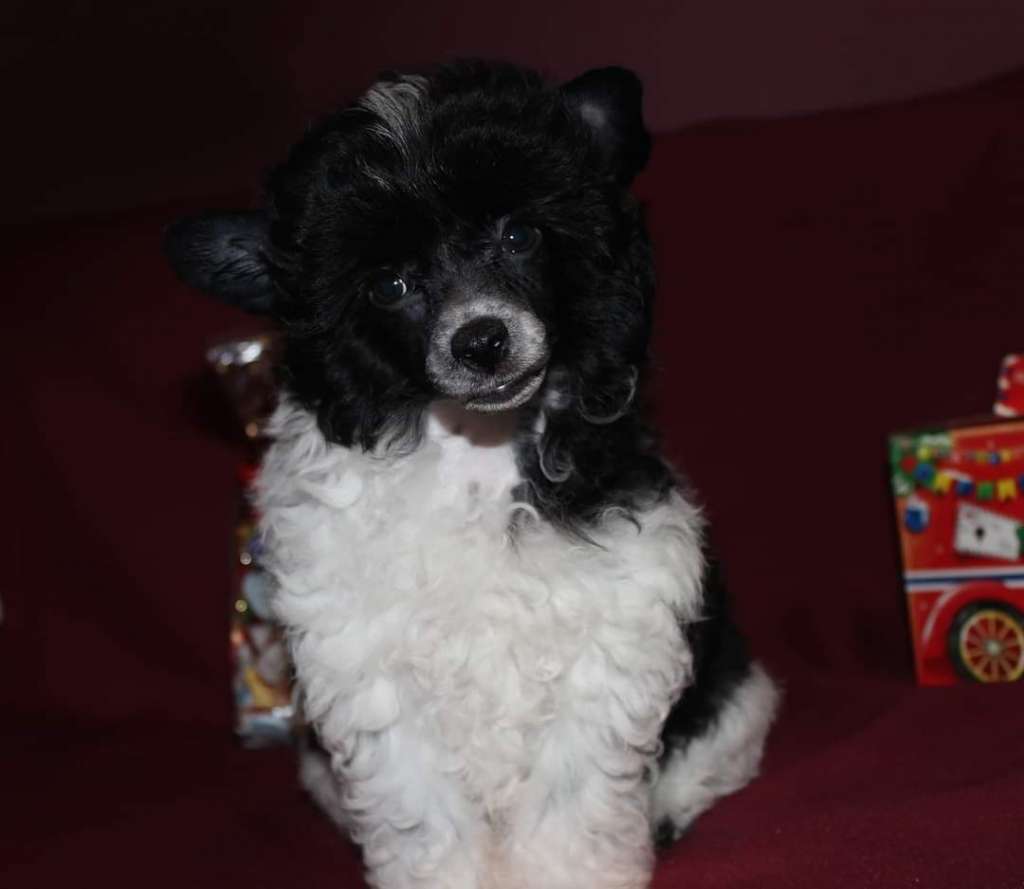 Bob Quid Miracolo Dell'anima