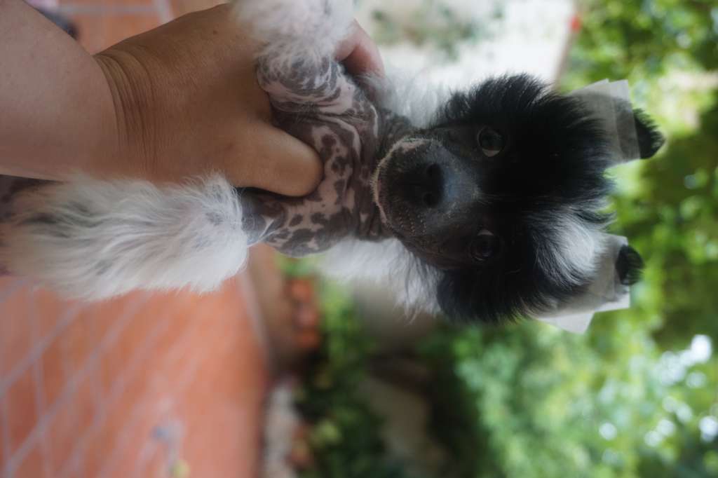 Snowy Ginebra in Love Lancelot